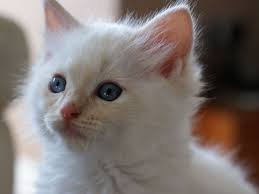 Cute And Funny Images Of White Kitten 42