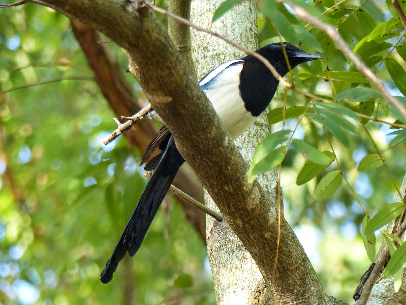 貓頭鷹雜貨舖: 【雀仔園】香港公園常見雀鳥