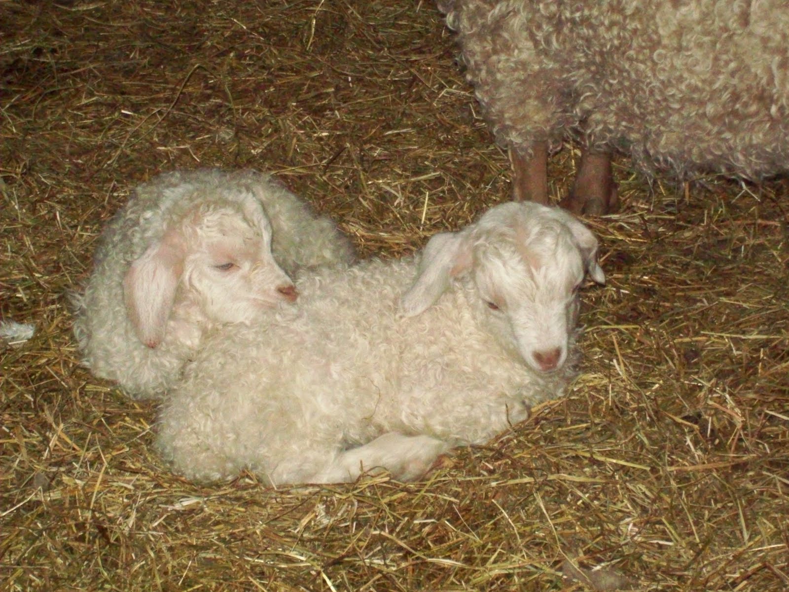 Psalm23Farm Lamb and kid pictures