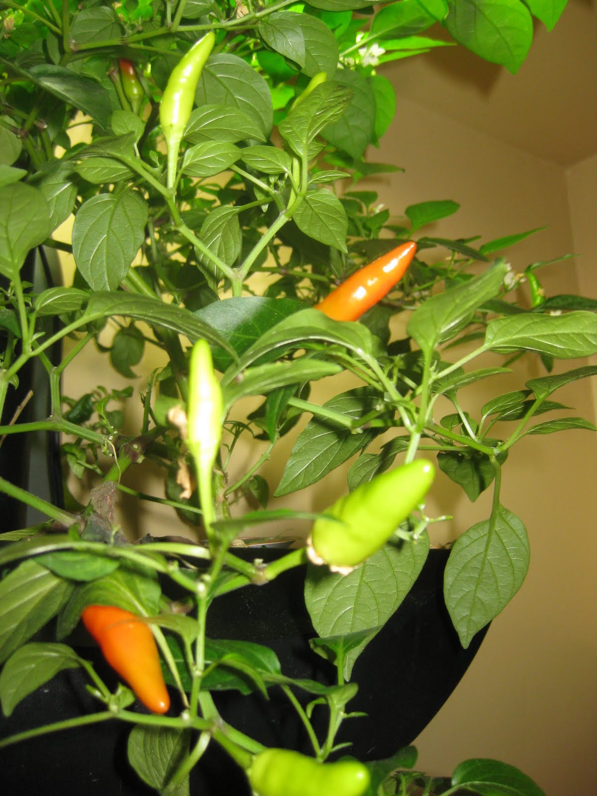 Daily Care Routine for Indoor Chili Gardeners - Featured Image
