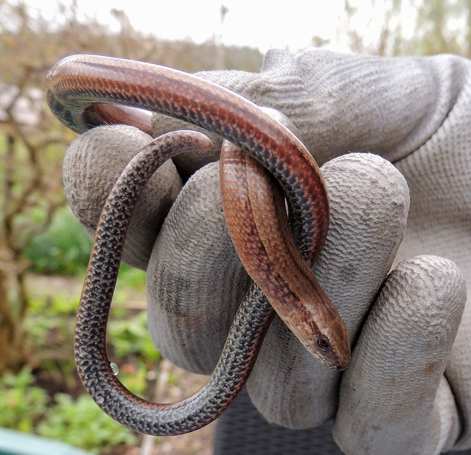 Set of Slow Worm Pictures on Animal Picture Society