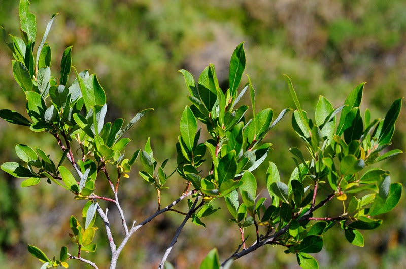 Paseos por la naturaleza Salix bicolor