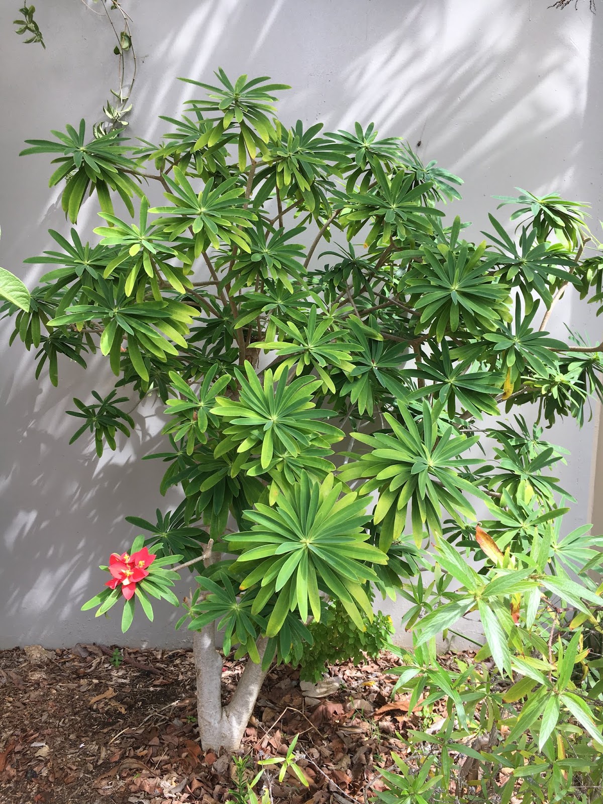 Olokanonda Or Allamanda Allamanda Cathartica