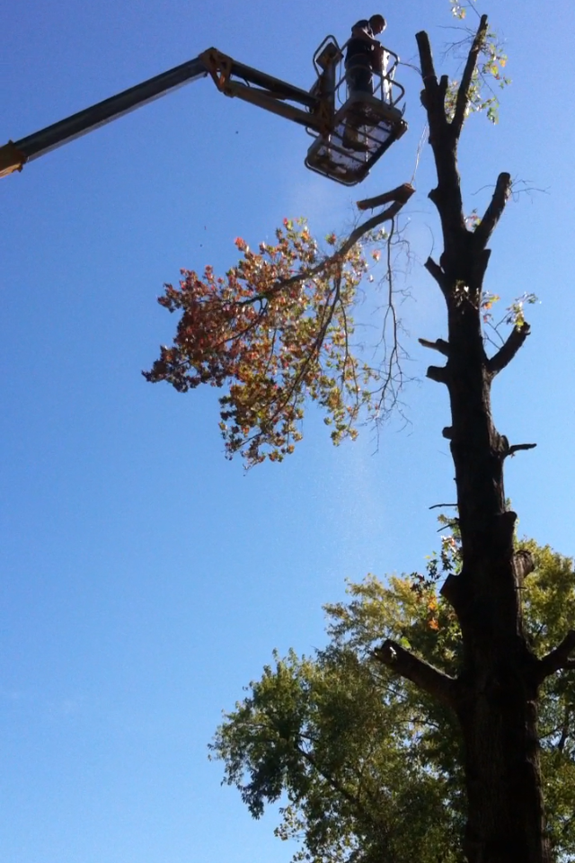 Matt's Tree Service 2013