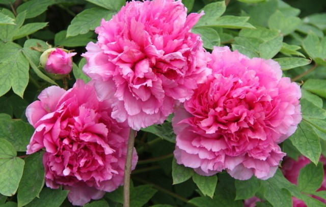 Images Of Different Types Of Flowers Images Of Different Types Of Flowers