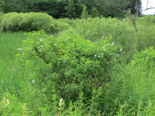 Rosa rubiginosa
