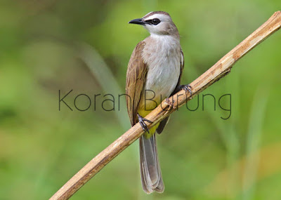 Tips Merawat Burung Trucukan / Trocokan Agar Cepat Gacor Dan Ngeropel ialah sejenis burung pengicau dari suku Pycnonotidae Tips Merawat Burung Trucukan / Trocokan Agar Cepat Gacor Dan Ngeropel