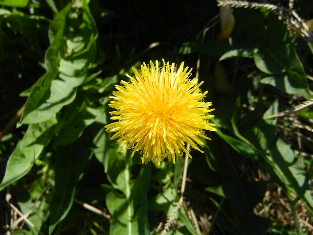 Diente de león