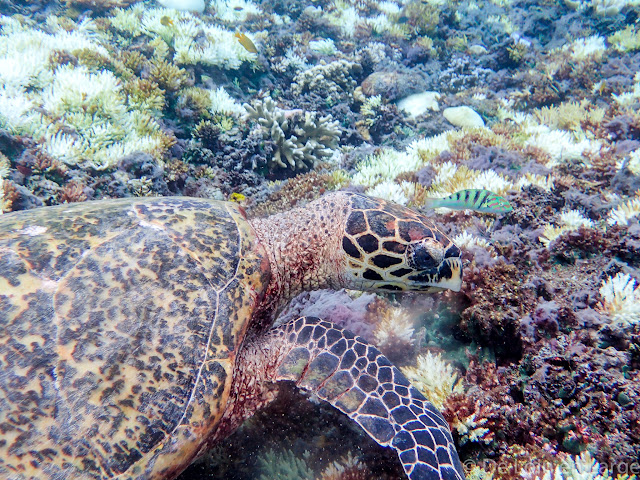 Tortue - Gili Meno - Lombok Bali