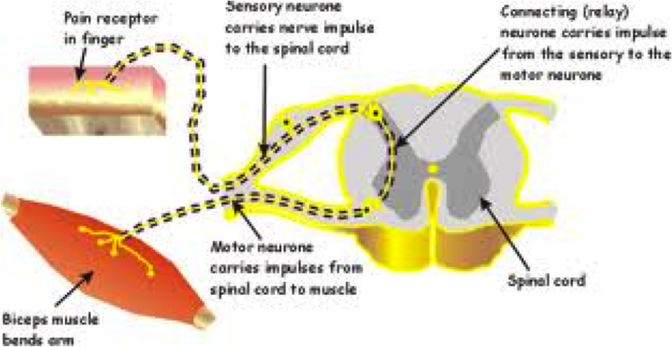 Reflex Arc Diagram Gcse Biology