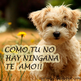 Imagenes de Amor Tiernas de Animales-Imagenes de amor Imagenes de Amor