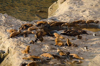 Loberia de Punta Piramides al atardecer