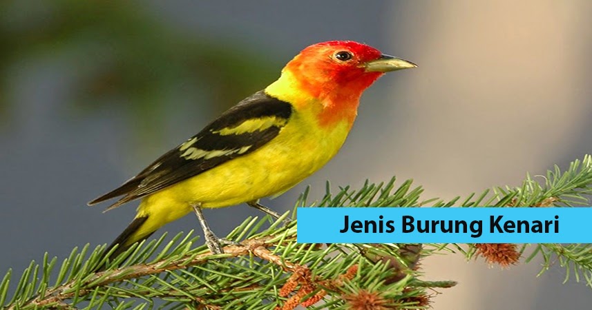 JENIS BURUNG KENARI - Info Hewan