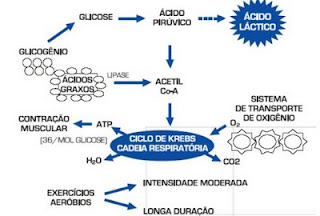 aerobio.jpg