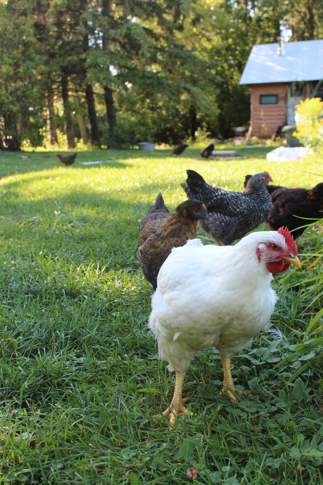 Food Ethos Farm Chickens & Eggs