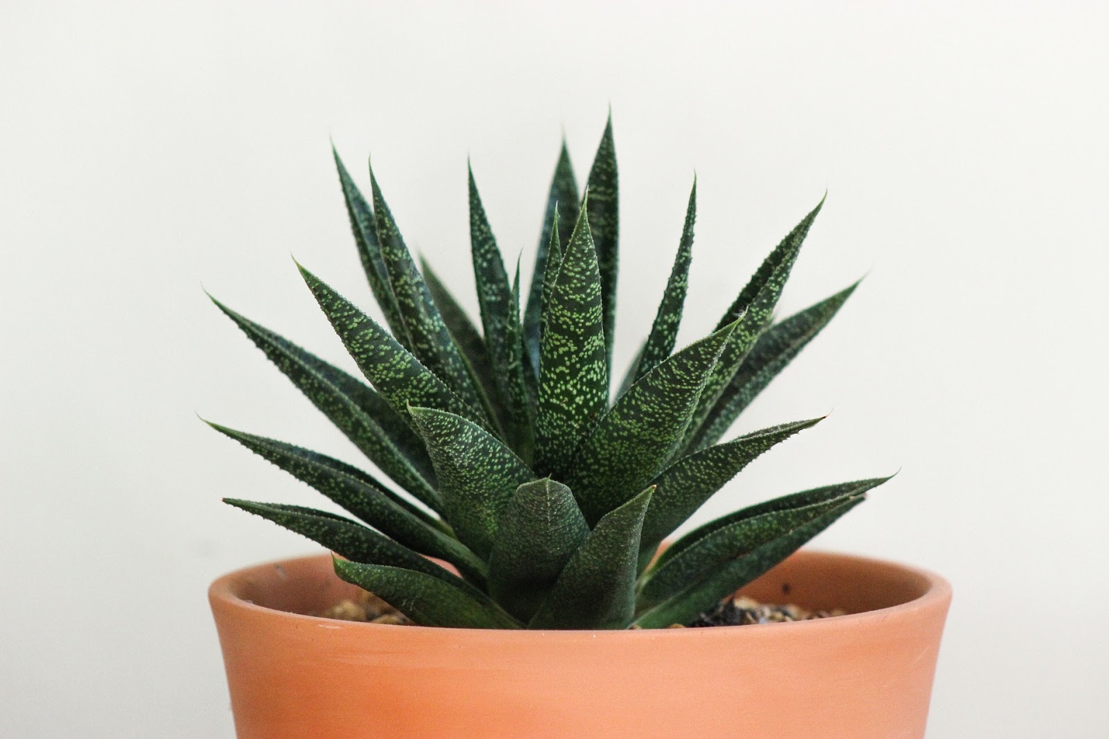 Picture of Aloe Vera Plant