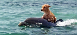 Dolphins Help Save Dog from Drowning