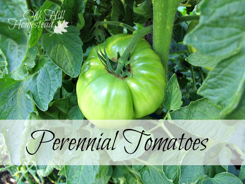 Perennial Tomatoes Oak Hill Homestead