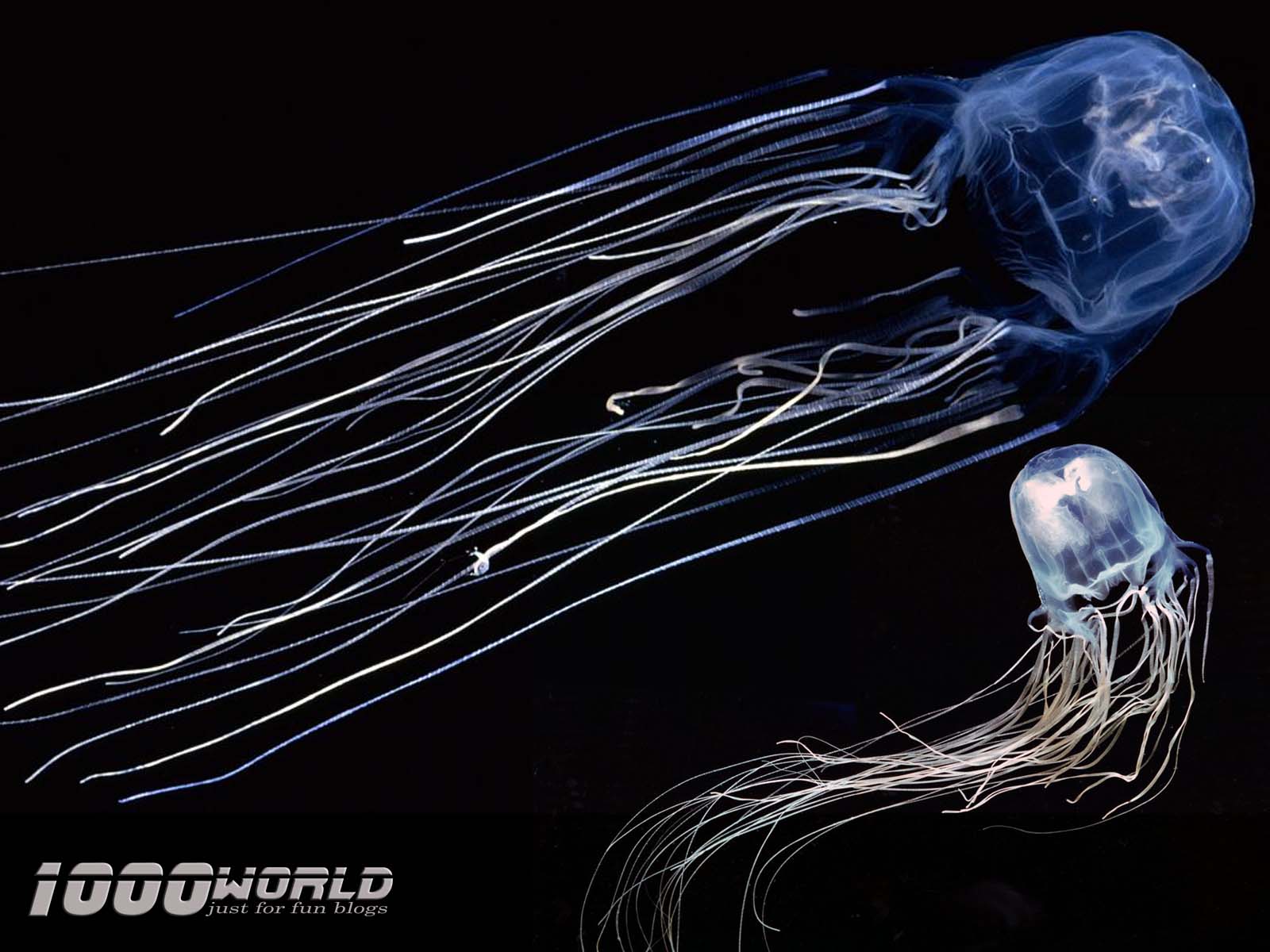 морская оса медуза. морская оса австралийцы. кубомедуза морская оса. морская оса самая ядовитая медуза. цианея львиная грива.