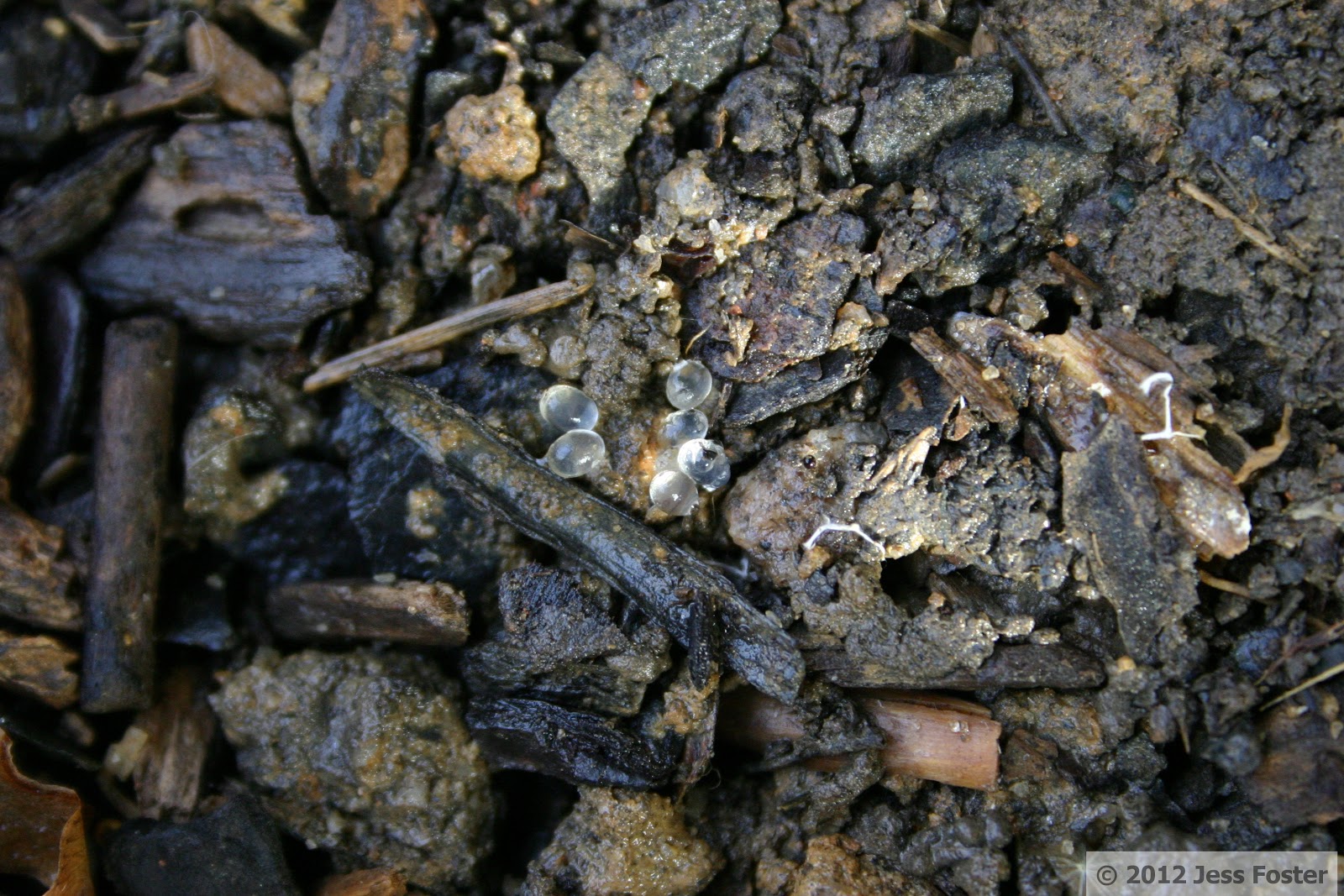 Sluggin' Along Slug Eggs Clutches 6, 7, 8, & 9