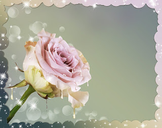 Bunga Harum Mudah Dijumpai Gambar Background Mawar Cantik