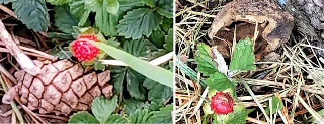 Scenes From My Qeekend - Happy July 1! - wild strawberries 2 bohohome.com @bohosusan