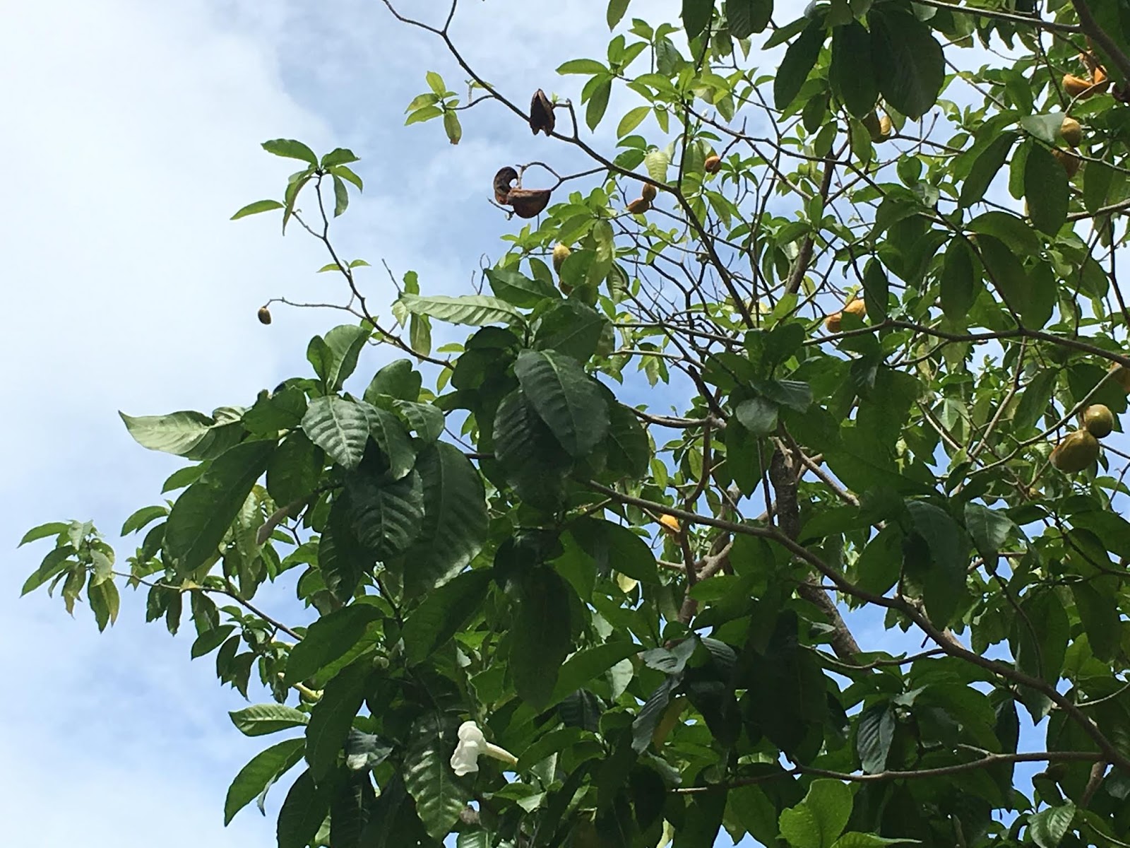 Stemmadenia litoralis (Lechoso)