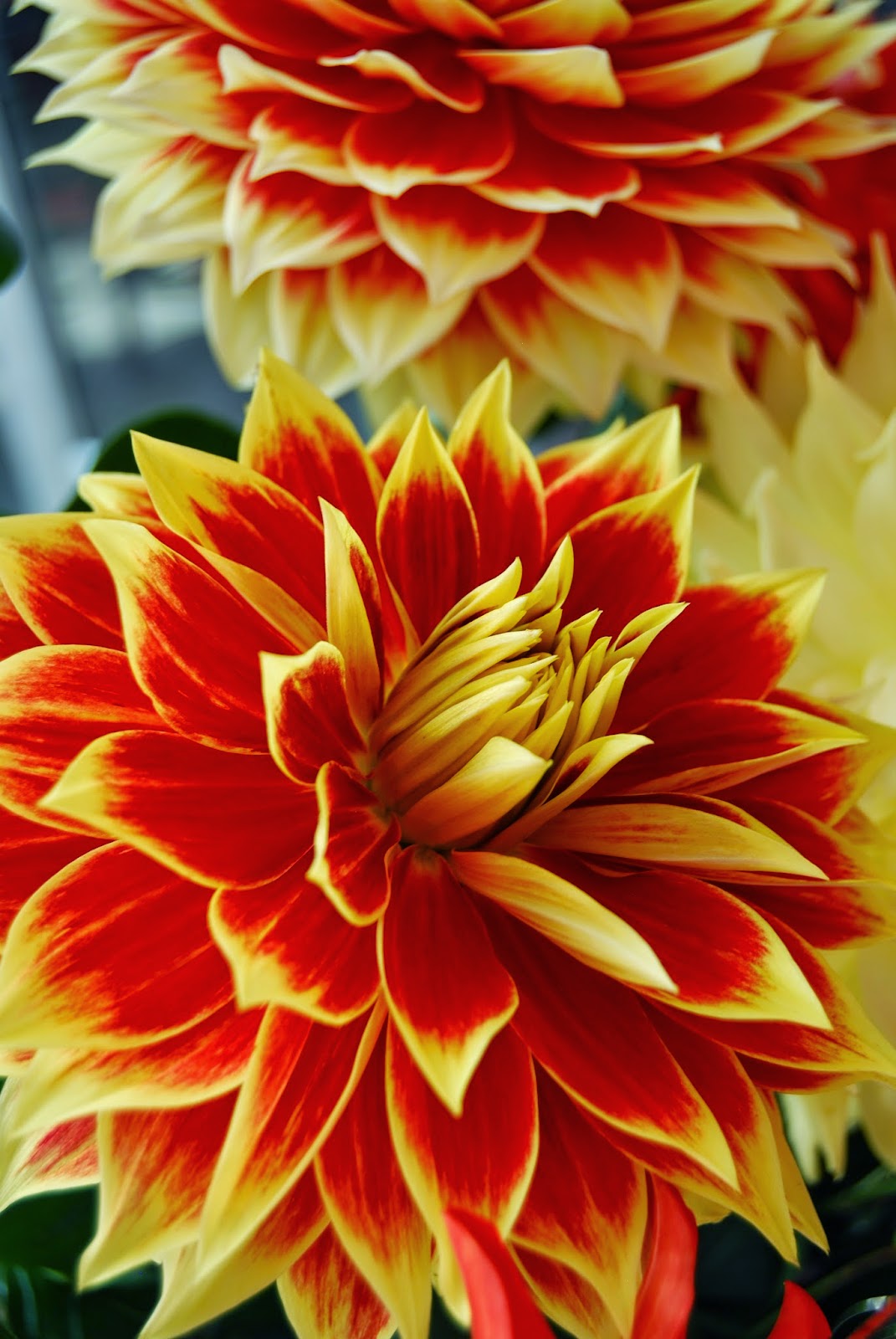 Odd Plants: Annual Dahlia Show 2014 at the MAH