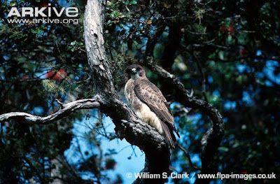 Hawaiian Hawk