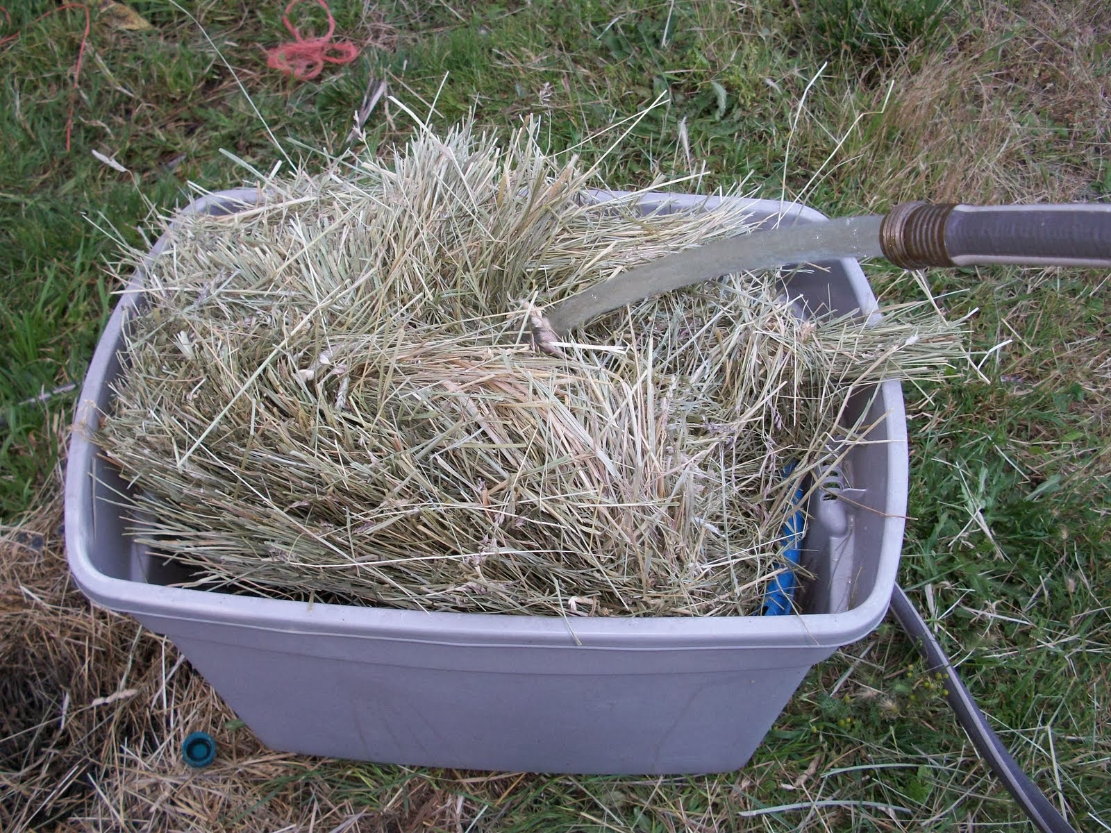 Toria Waldron DVM, Badger Veterinary Hospital To soak or not to soak