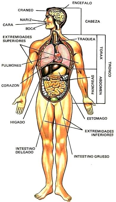 dibujos imagenes biologia sistema aparato dibujos del cuerpo humano