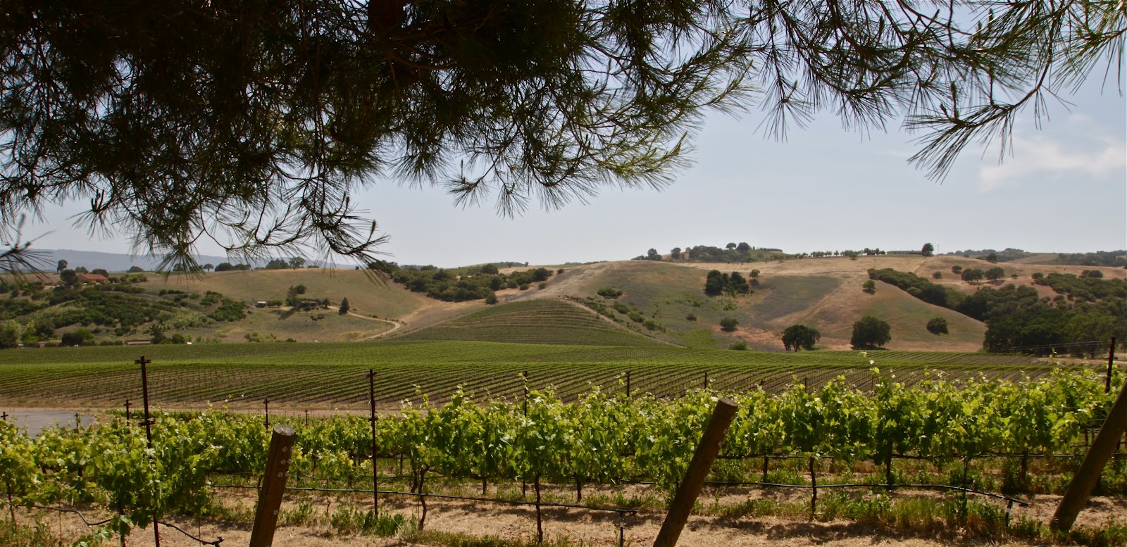 Taste N Trip Paso Robles Wine Festival Weekend (May 1820, 2012)