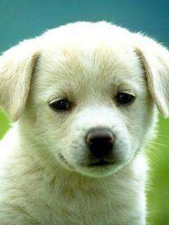 Cute PETS wallpapers | High Quality desktop wallpapers! Full HD