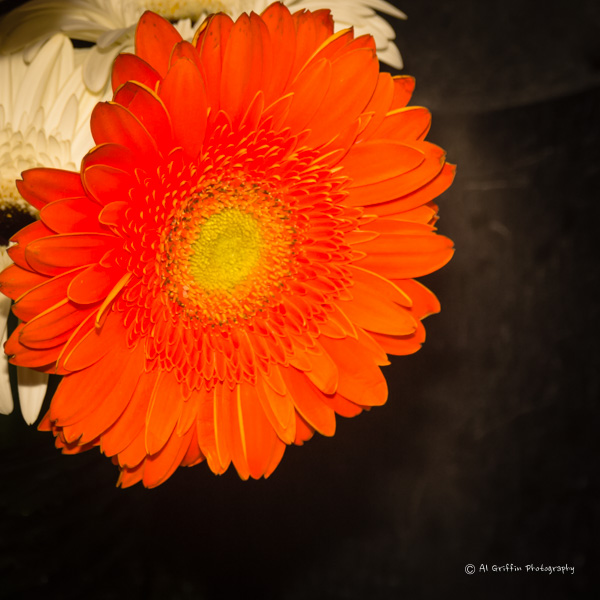 Versailles Florist and Greenhouse, Versailles, Missouri Our Eyes Upon