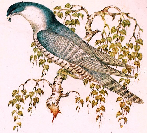 Рисунки финист ясный сокол