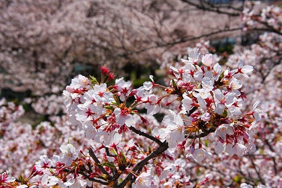 Travel: Nishinomaru Garden