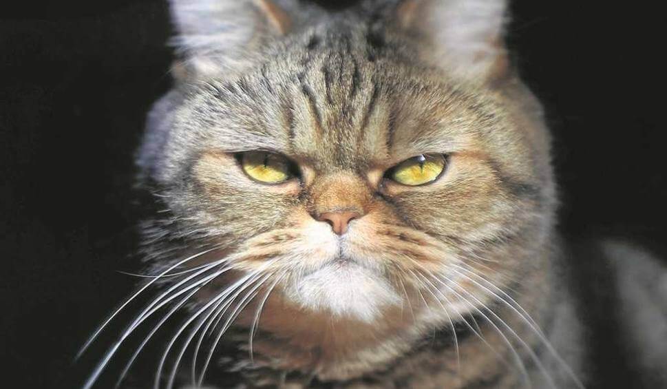 Kedi Mırlamasındaki Şifa Meonday