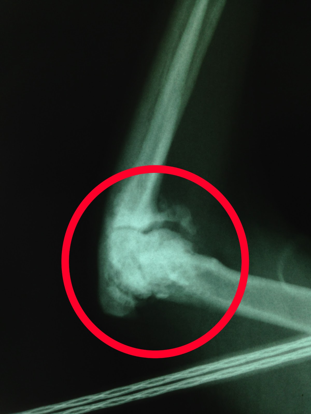 Exclusively Cats Veterinary Hospital Blog Feline Arthritis Part 2 7