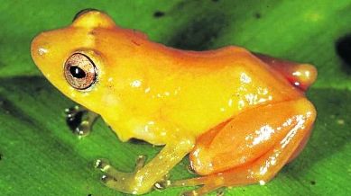 A Través del Uniberto: Una rana que reemplaza la pintura al agua