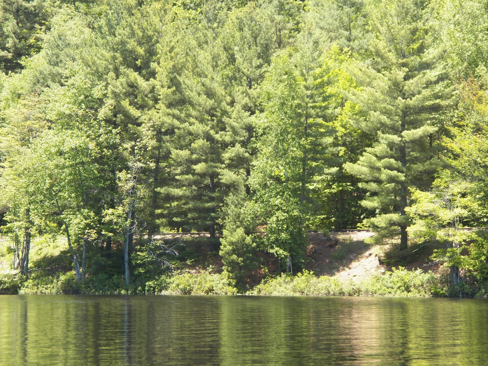 Quiet Kayaking in New York State Rollins and Floodwood Ponds, part 3