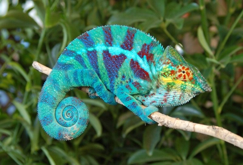 7 Cara Hewan Melindungi Diri dari Musuhnya Ruana Sagita