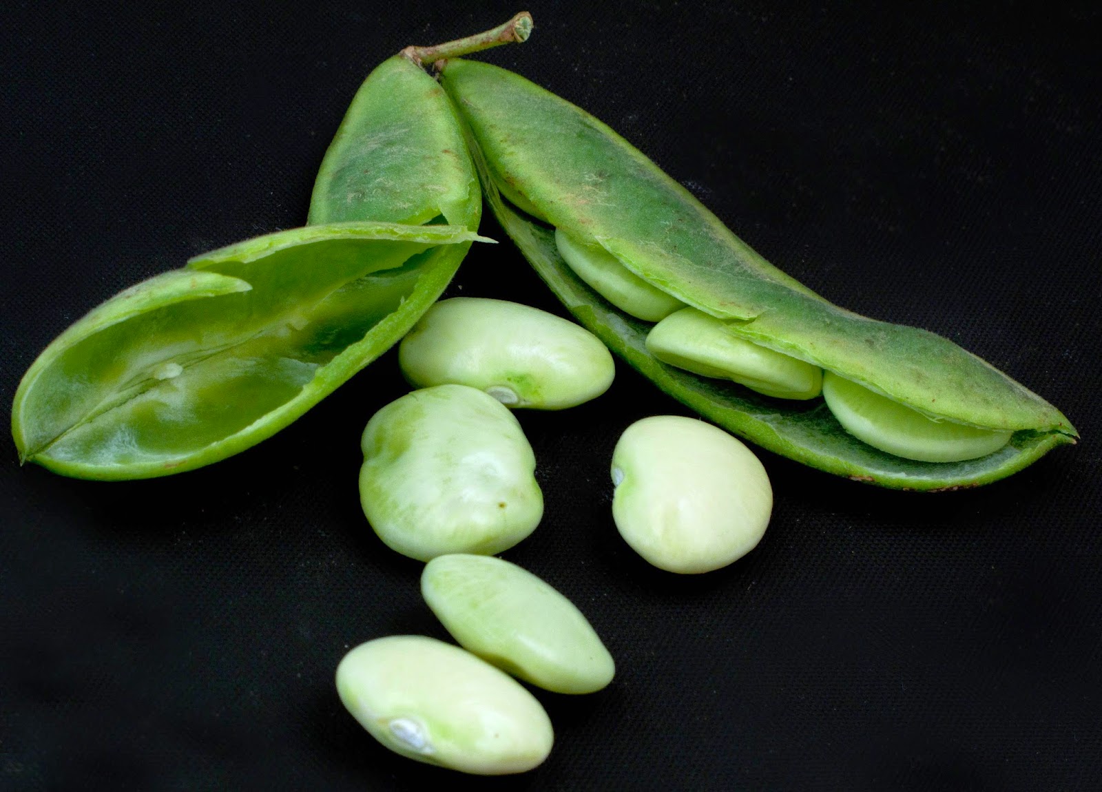 Deadly Adorable Predators