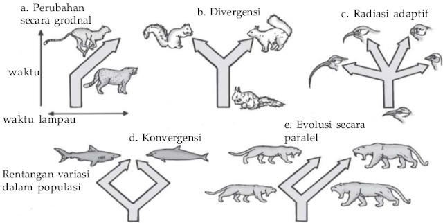 Evolusi konvergen dan divergen Evolusi konvergen dan divergen