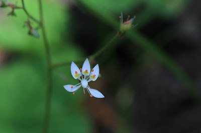 Micranthes ferruginea (Rusty Saxifrage)