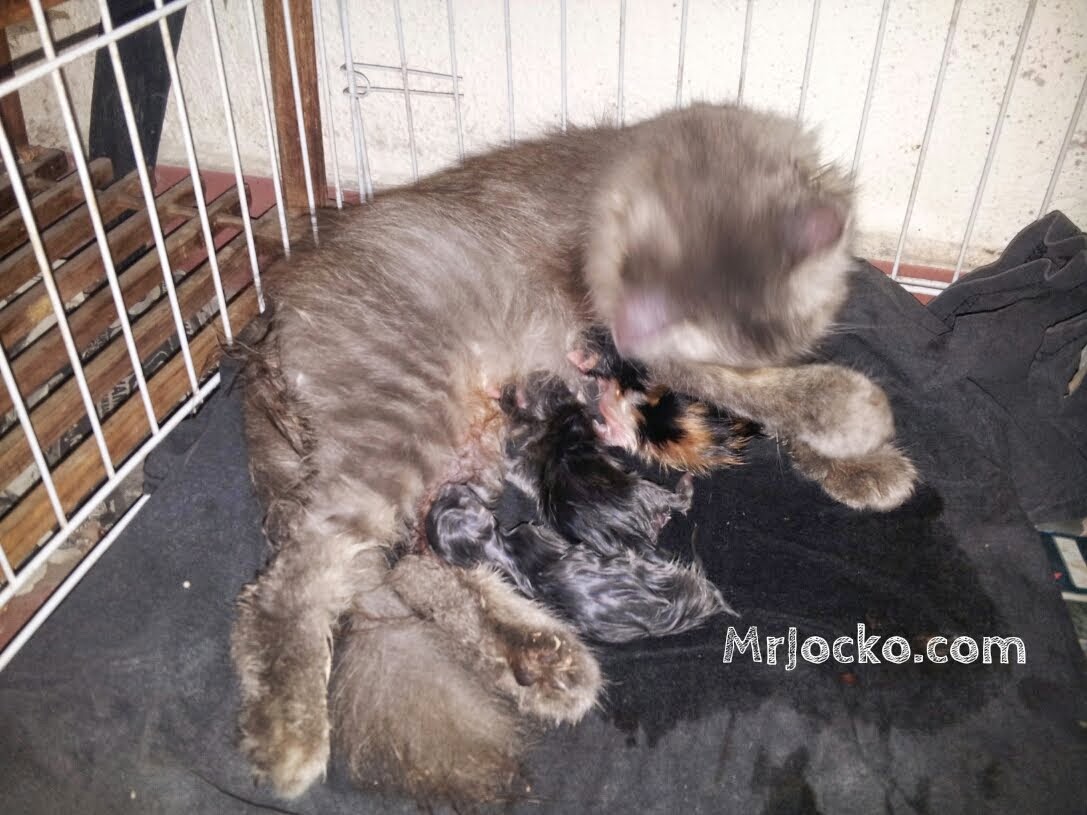 Kucing Beranak Berapa Ekor Ronaroni EMan Dhani June