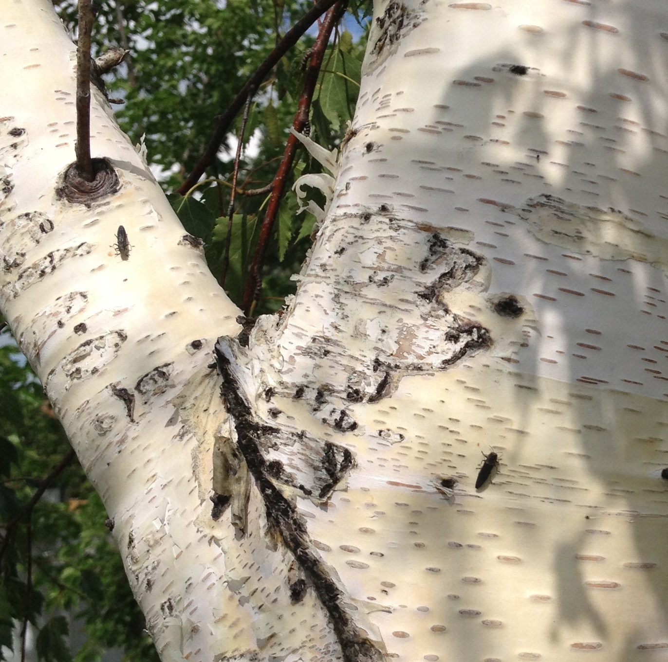 Ladybug Arborists BIRCH DIEBACK OFTEN A RESULT OF A TREE KILLING PEST