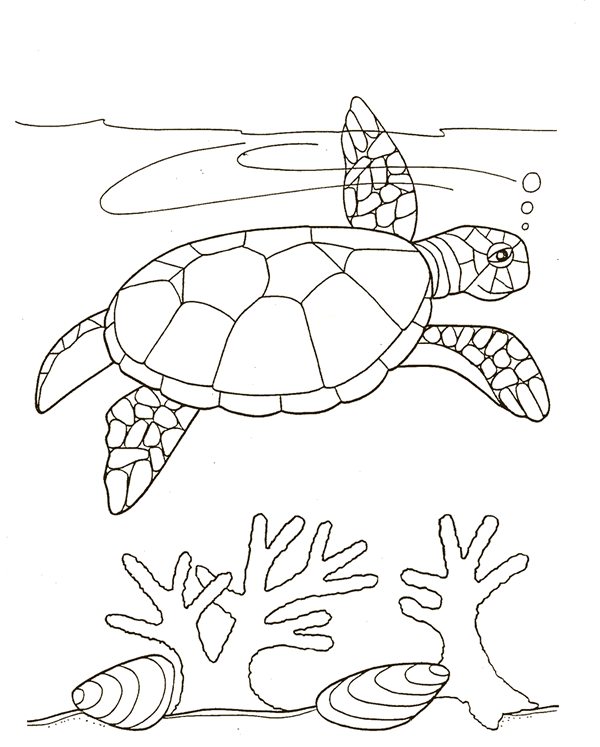 Turtle Coloring Rules of the Jungle Turtle Pictures to Print and Color