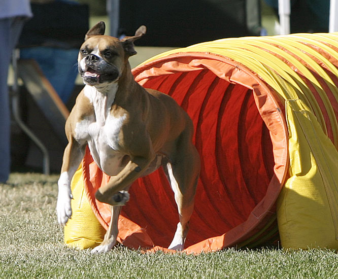 The Pet Parade How to Teach Your Dog to Go Through an Agility Tunnel
