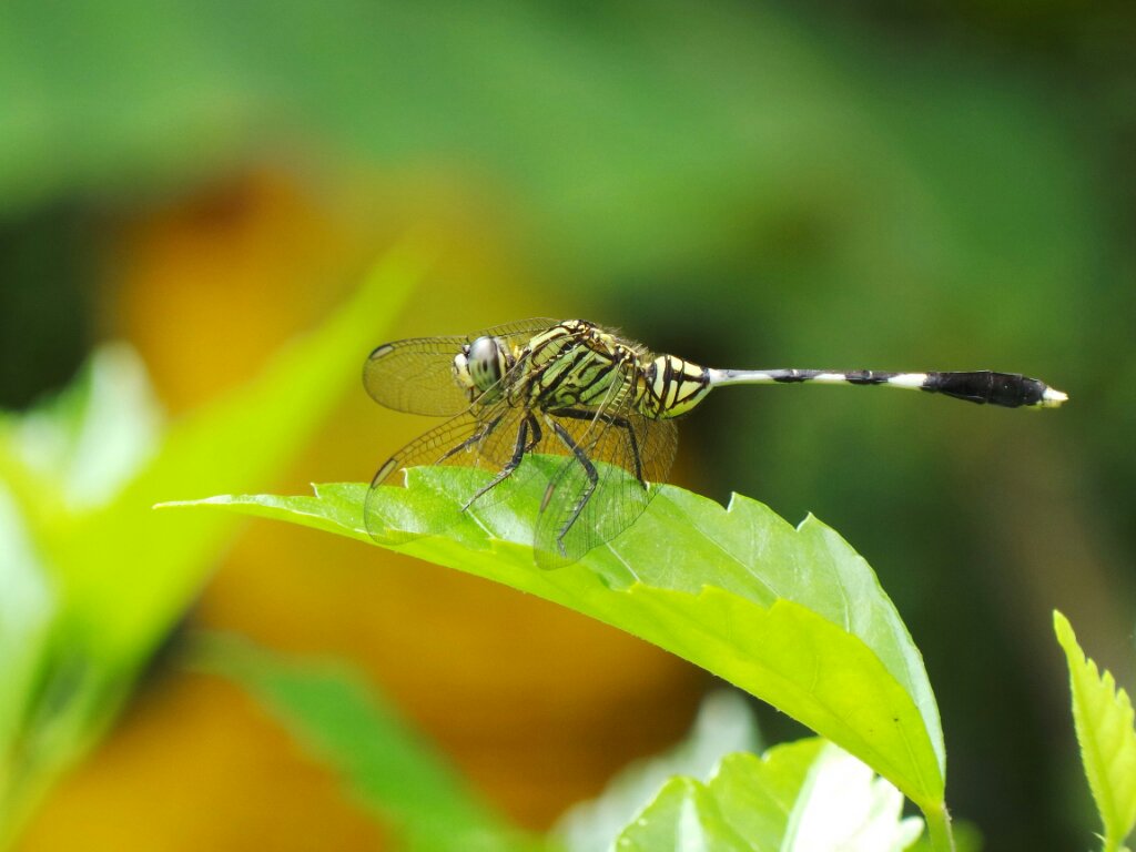 DUNIA SATWA: Capung (Dragonfly)