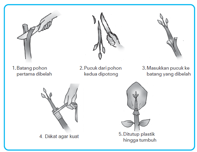 Bagaimana cara melakukan perkembangbiakan vegetatif buatan pada tumbuhan? | KUMPULAN TUGAS SEKOLAH